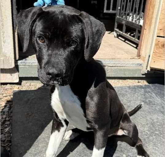 Photo of Romeo