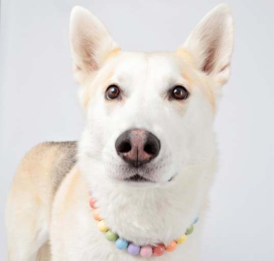 Photo of Brandy