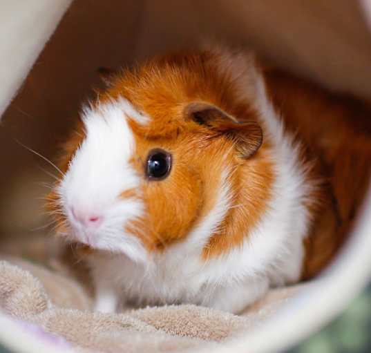 Photo of Blue