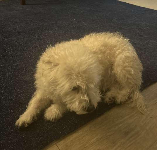 Photo of Chulo