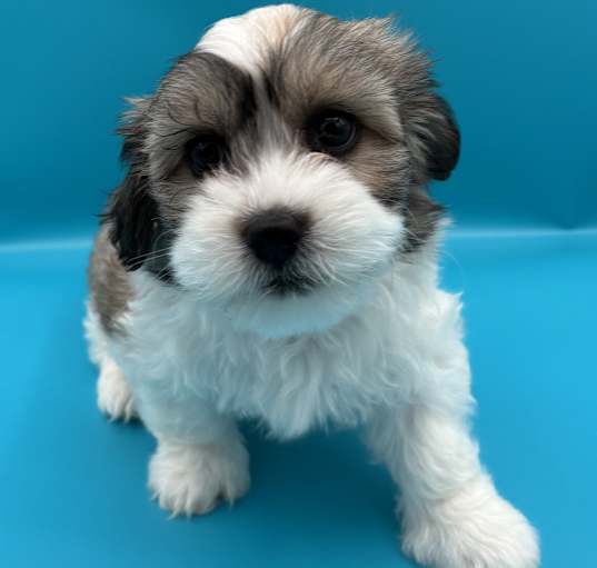 Photo of LILY
