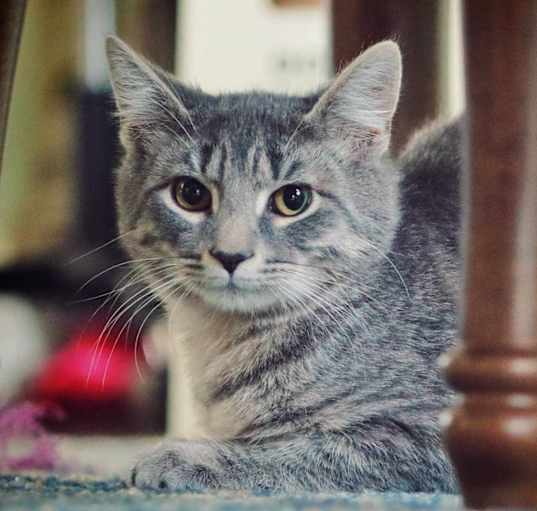 Photo of Beau