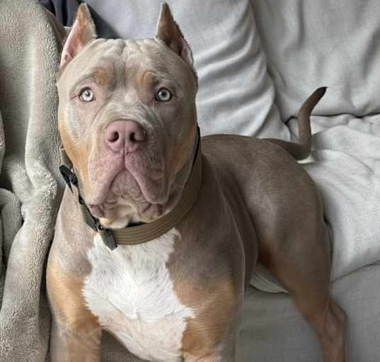Photo of Enzo