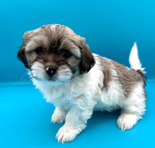 Photo of CLOVER