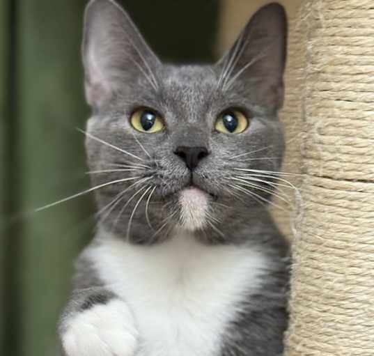 Photo of Agatha