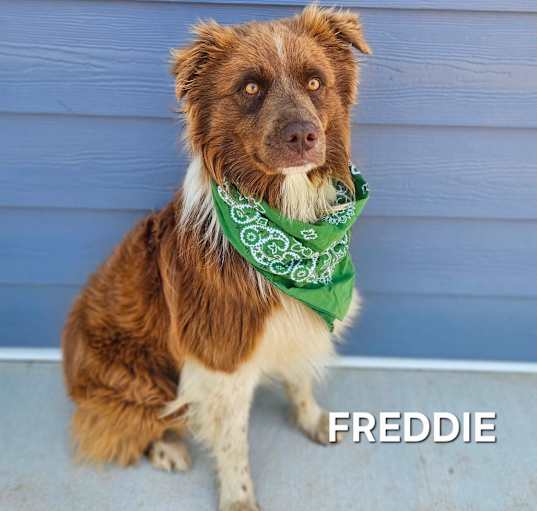 Photo of Freddie