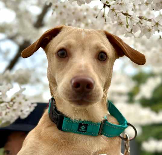 Photo of Arlo