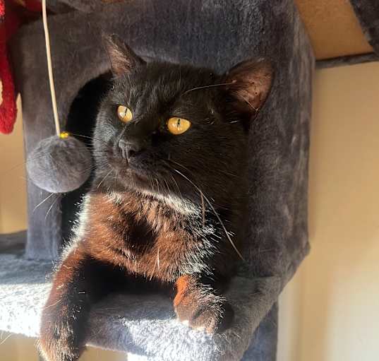 Photo of Mr. Cortado
