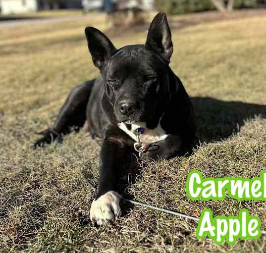 Photo of Carmel Apple
