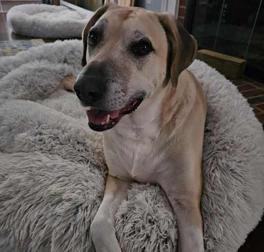 Photo of Odin