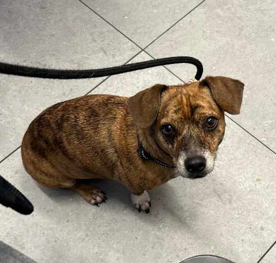 Photo of Lucky