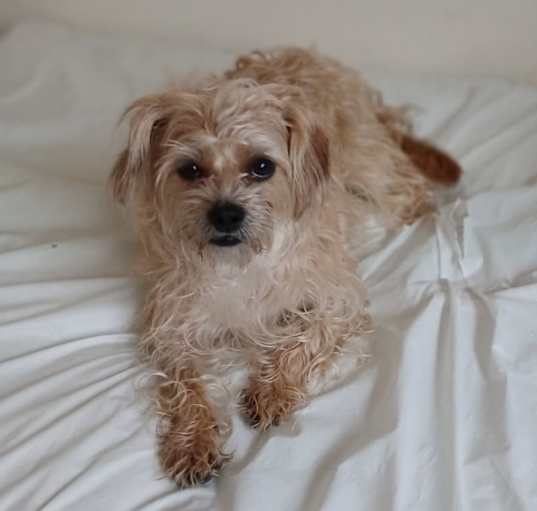 Photo of Gadget