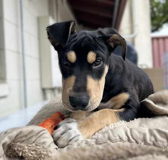 Photo of VELMA