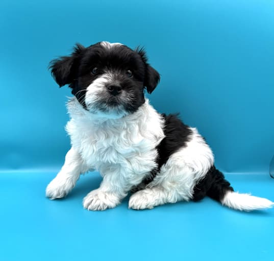 Photo of OREO