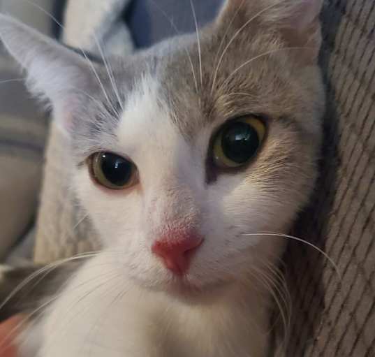 Photo of Catniss Everclean 