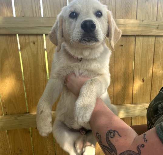 Photo of Marley
