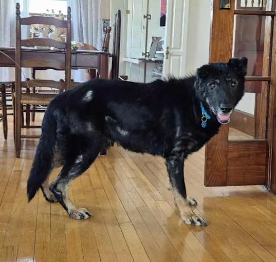 Photo of Bailey