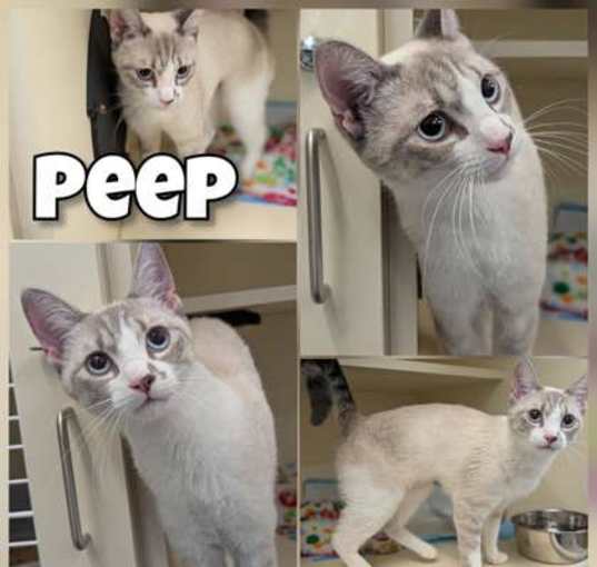 Photo of Peep- New