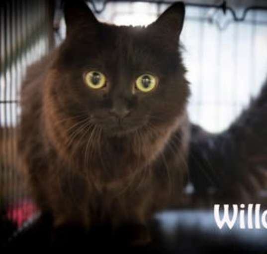 Photo of Willow