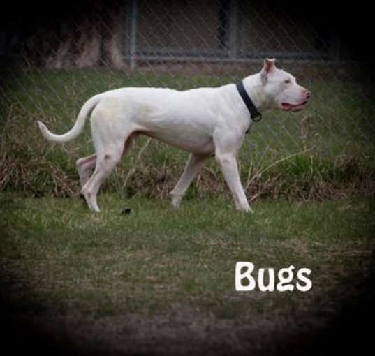 Photo of Bugs