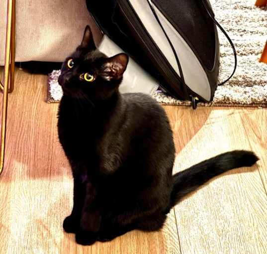 Photo of Black Panther