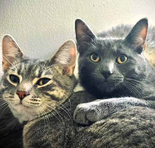 Photo of Smokey & Tabby