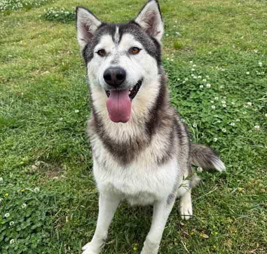 Photo of Rocket