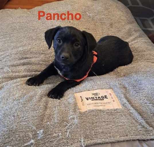 Photo of Pancho