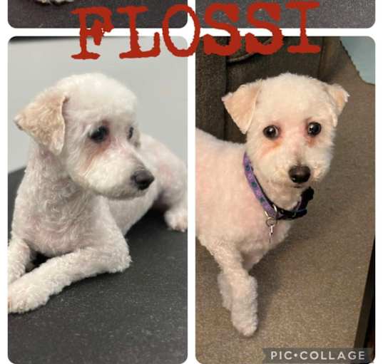 Photo of Flossi