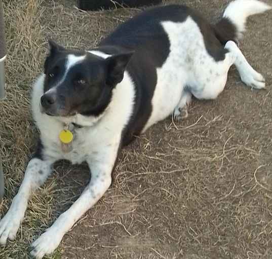 Photo of Bandit