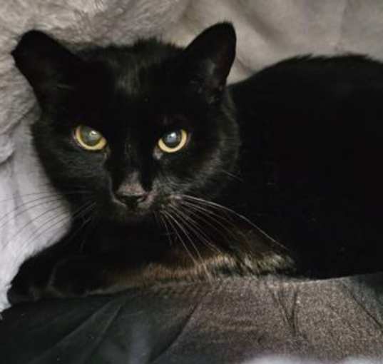 Photo of Shadow