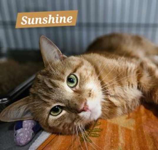 Photo of Sunshine
