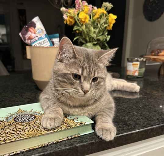 Photo of Baida