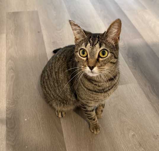 Photo of Bella