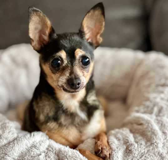 Photo of Lulu