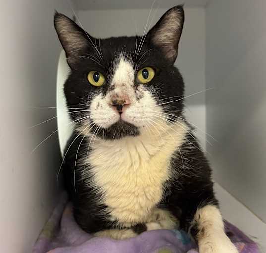 Photo of Patches 