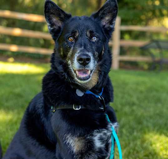 Photo of Chinook