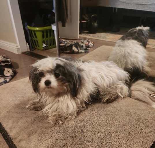 Photo of Sparky