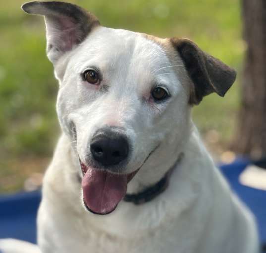 Photo of Daisy