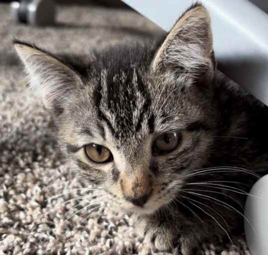 Photo of Goose