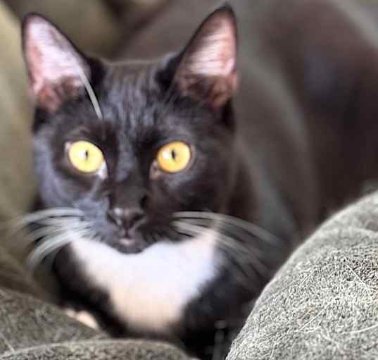 Photo of MIRABELLE