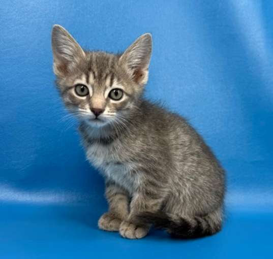 Photo of Patty Pocket