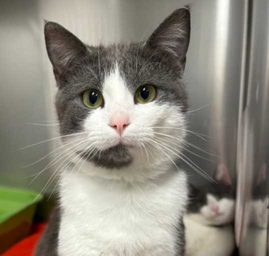 Photo of Cuddles