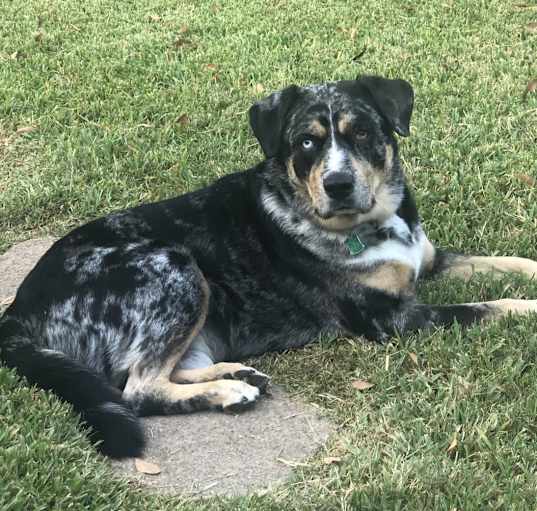 Photo of Whiskey