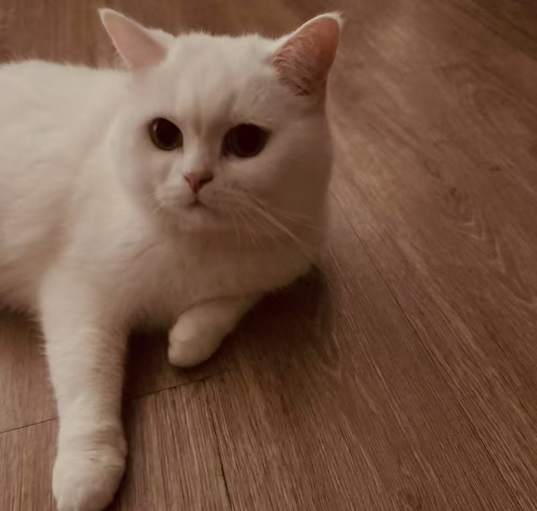 Photo of Snowball