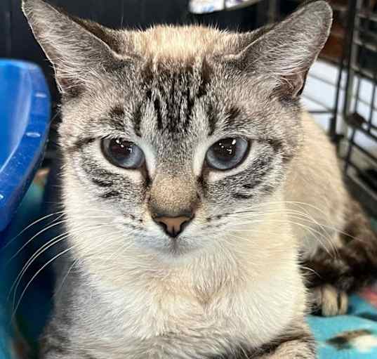 Photo of JINX