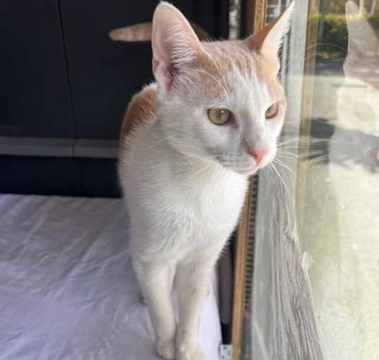 Photo of CREAMSICLE