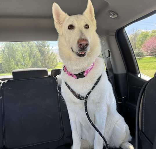Photo of Snowball