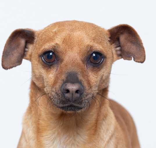 Photo of Buddy