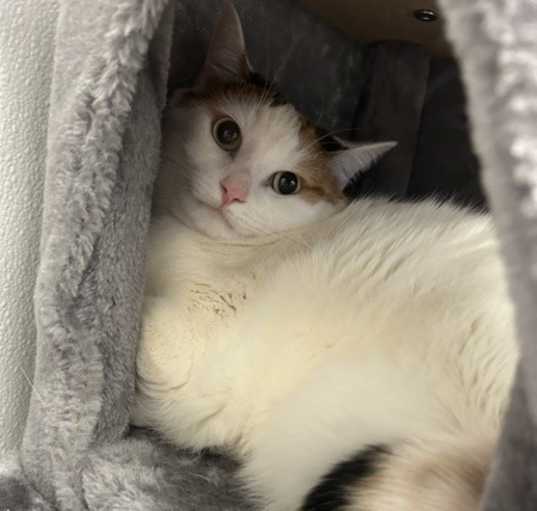 Photo of Blanca
